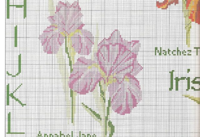 Sampler a punto croce con bellissimi fiori iris (5)