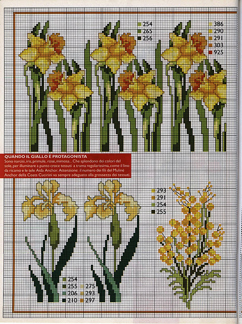 fiori narcisi