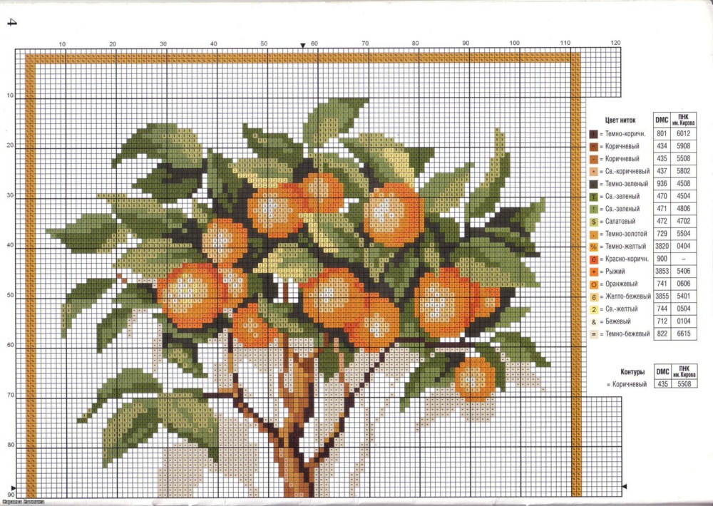 pianta di arance schema (1)