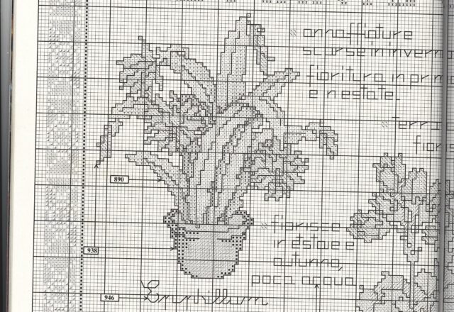 piante grasse con descrizione (5)