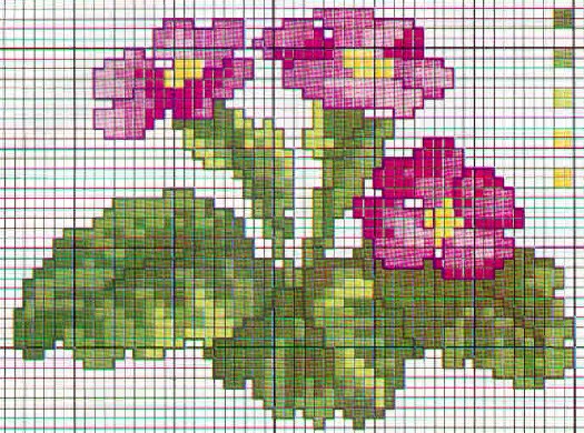 schema di primula rosa