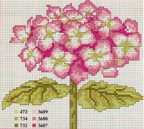 schema di una ortensia rosa